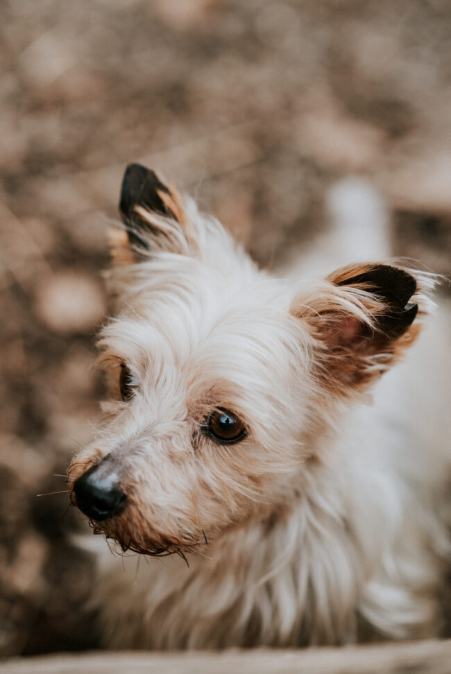 dog_photographer_york_leeds_yorkshire_england-12