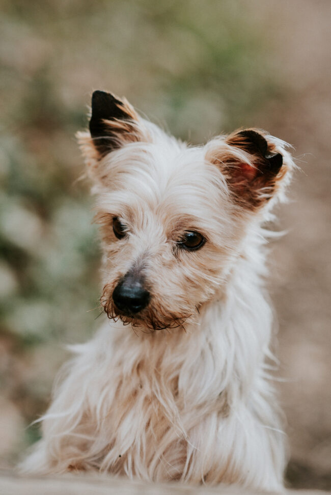 dog_photographer_york_leeds_yorkshire_england-14