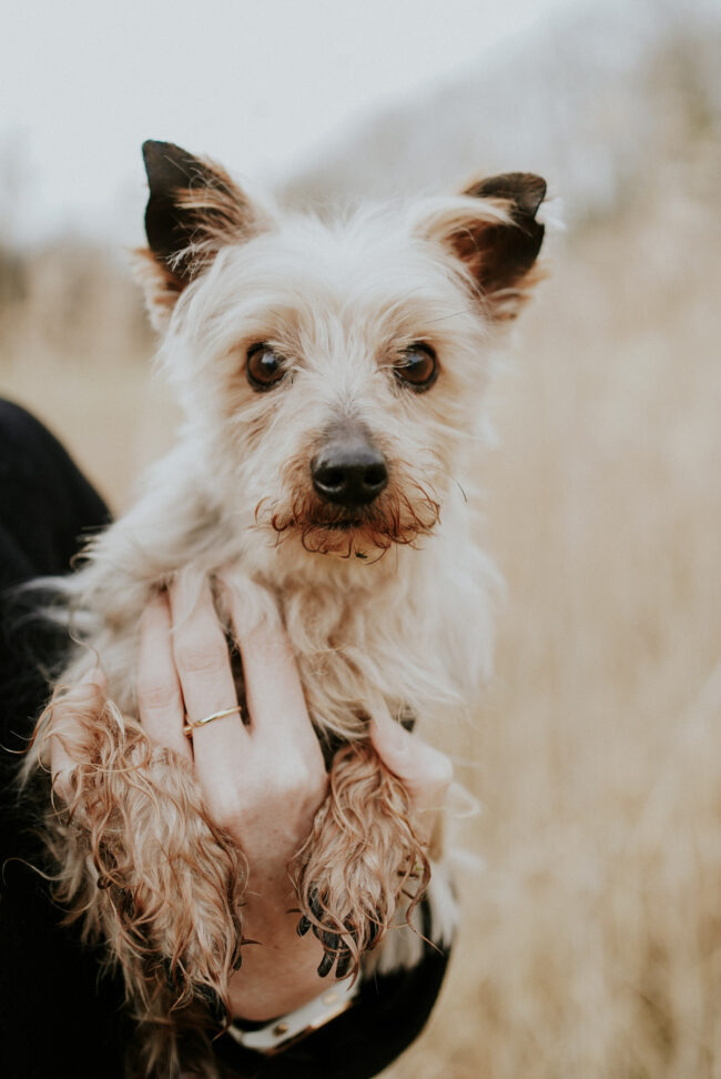 dog_photographer_york_leeds_yorkshire_england-2