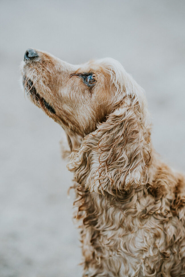 photographe portrait chien extérieur en nature strasbourg alsace vosges