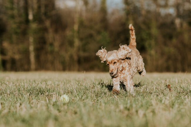 photographe canin strasbourg alsace vosges