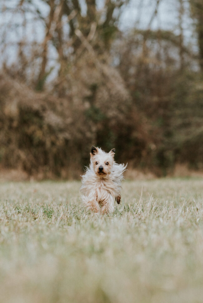 dog_photographer_york_leeds_yorkshire_england-5