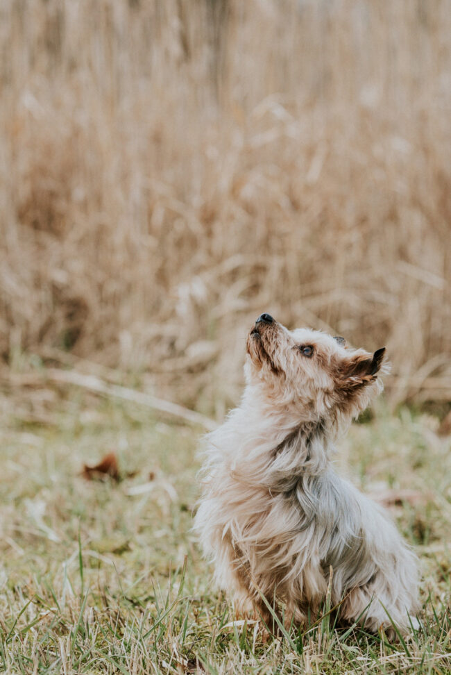 dog_photographer_york_leeds_yorkshire_england-6