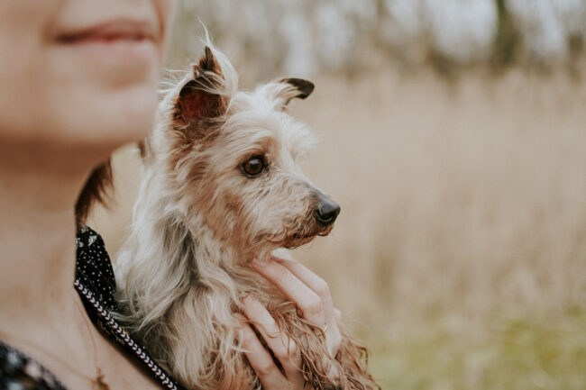 photographe portrait chien strasbourg alsace vosges