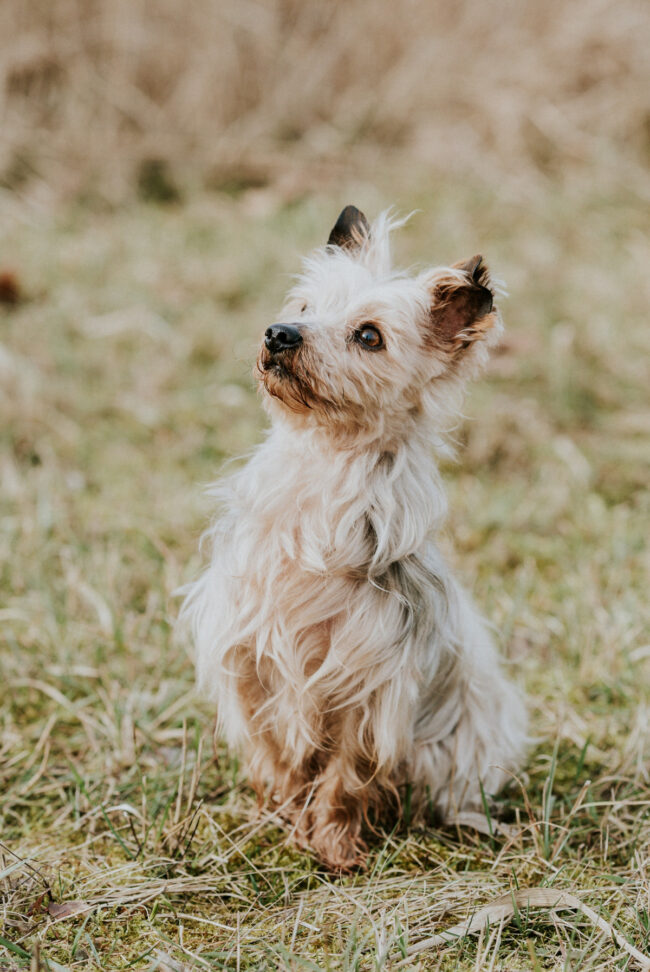 dog_photographer_york_leeds_yorkshire_england-8