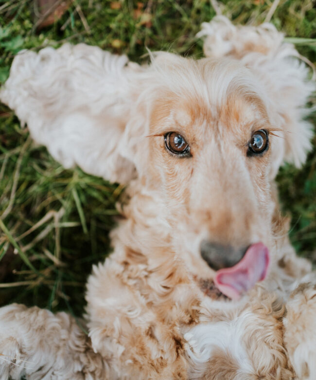 photographe chien strasbourg exterieur en nature