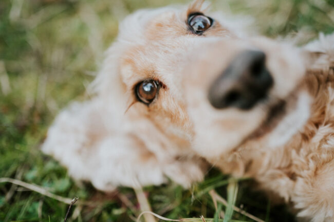 photographe canin strasbourg alsace