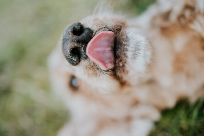 photographe chien strasbourg exterieur en nature