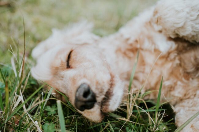 photographe portrait chien strasbourg alsace vosges