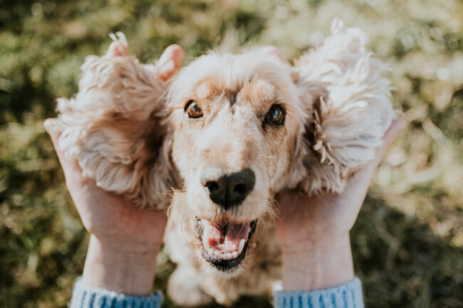 photographe chien strasbourg exterieur en nature