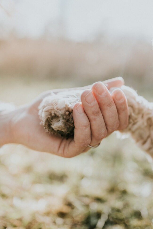 photographe chien strasbourg exterieur en nature