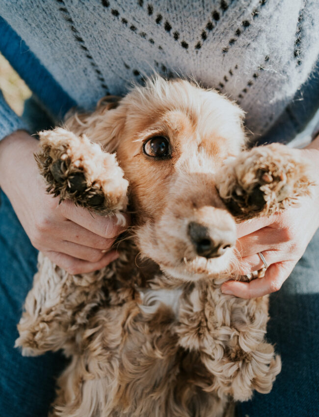 dog photographer france