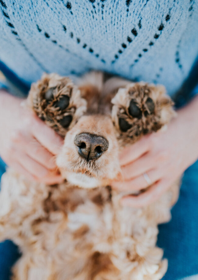 dog photographer france