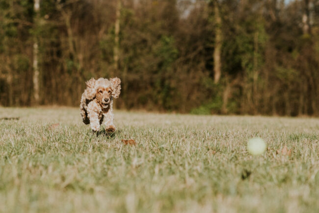 photographe canin strasbourg alsace vosges