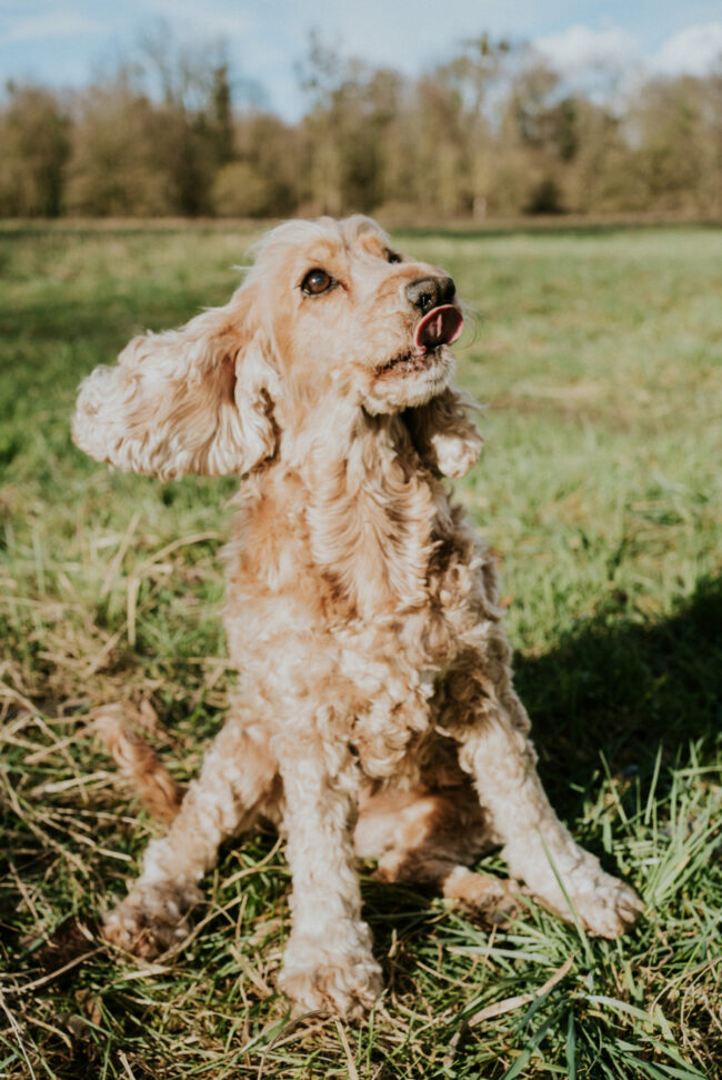 photographe chien strasbourg exterieur en nature