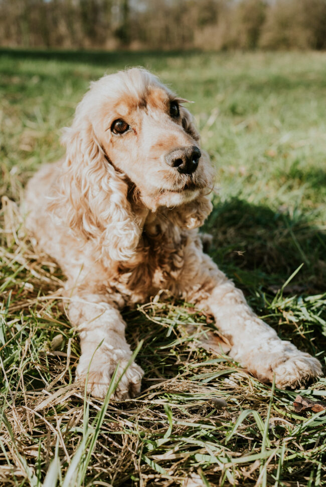 photographe chien strasbourg exterieur en nature