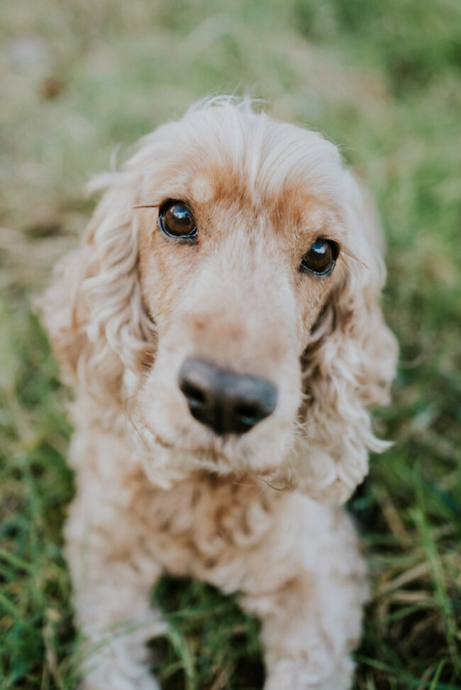 photographe chien strasbourg exterieur en nature