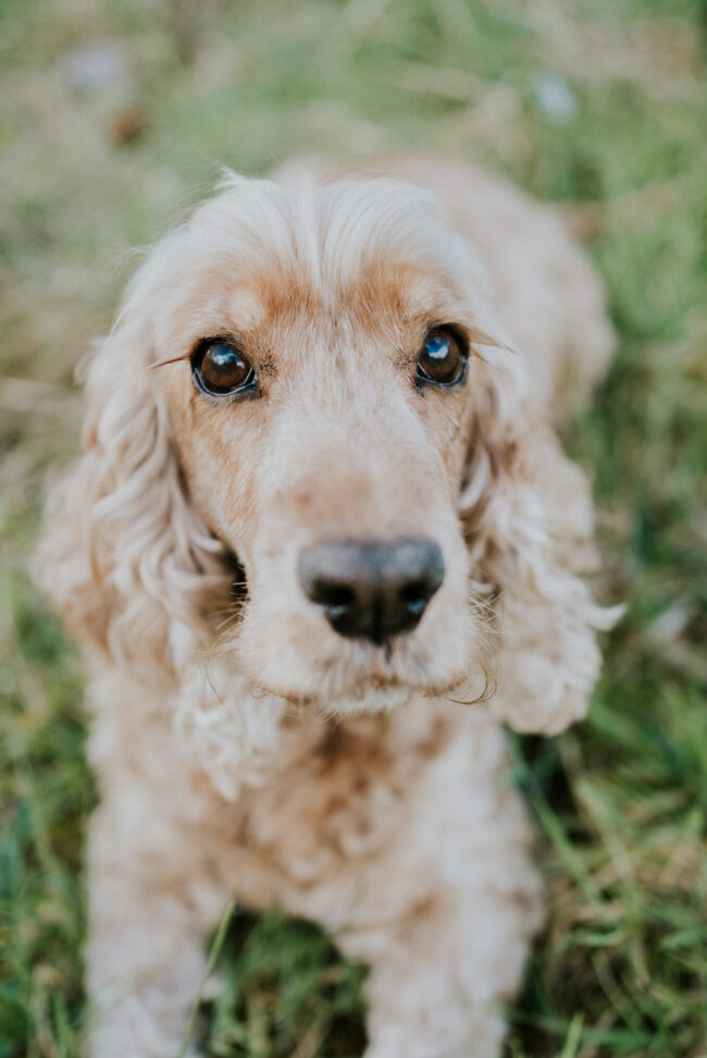 photographe chien strasbourg exterieur en nature