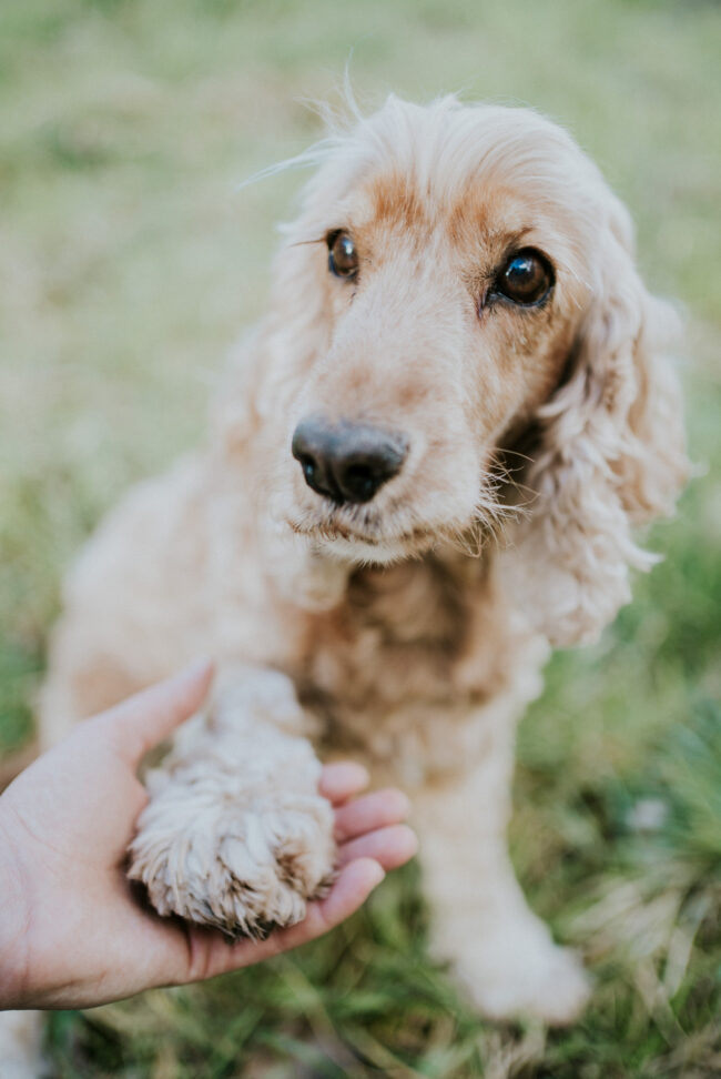 photographe chien strasbourg exterieur en nature