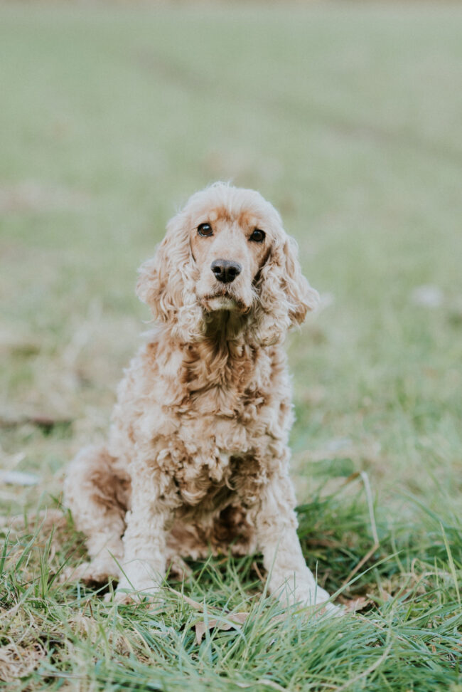 photographe chien strasbourg exterieur en nature