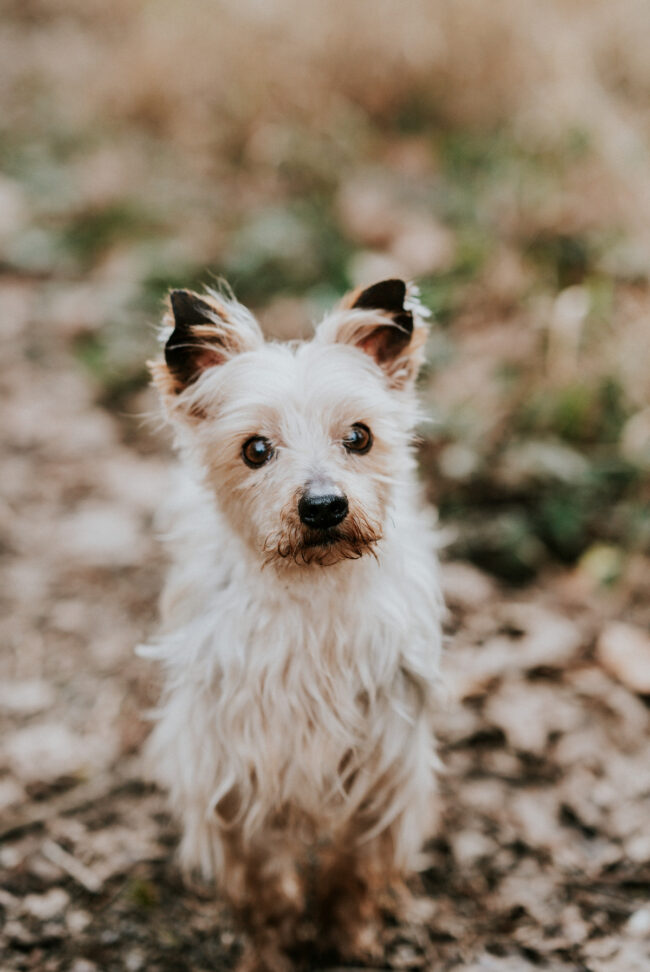 portrait chien strasbourg alsace vosges