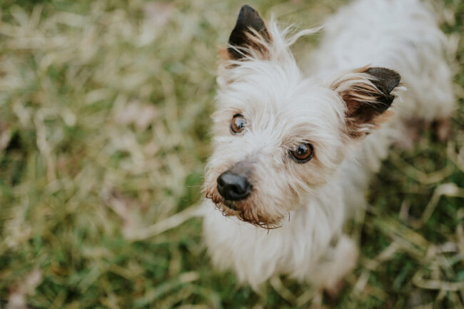 photographe_portrait_chien_chat_animaux_compagnie_strasbourg_alsace_vosges-3