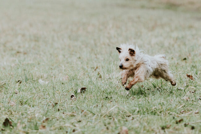 photographe_portrait_chien_chat_animaux_compagnie_strasbourg_alsace_vosges-4