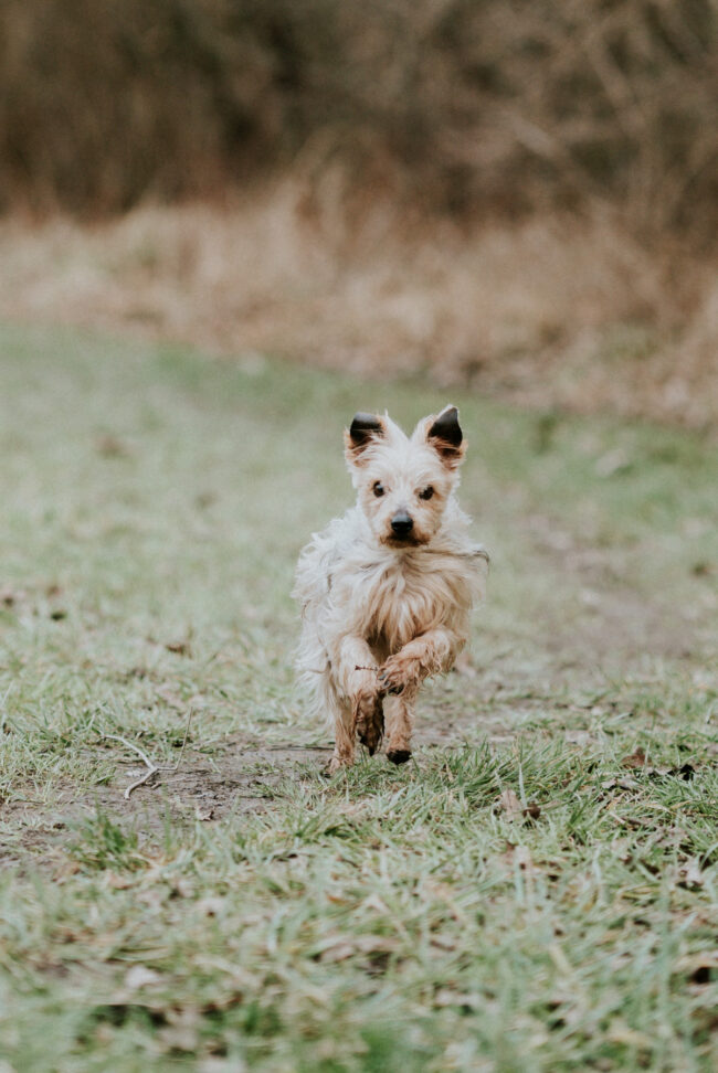 photographe_portrait_chien_chat_animaux_compagnie_strasbourg_alsace_vosges-5