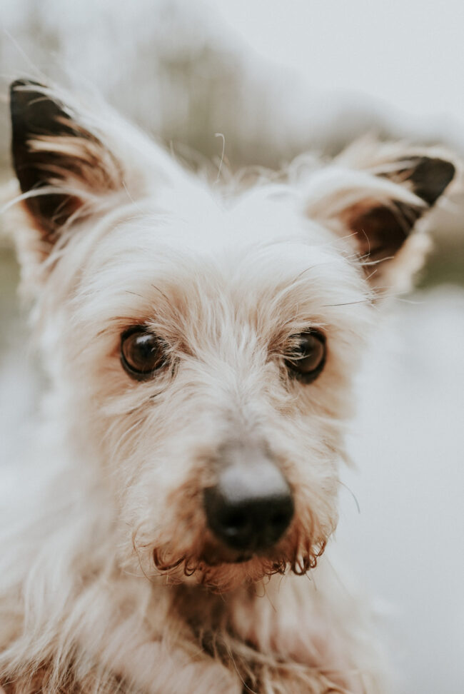 photographe_portrait_chien_chat_animaux_compagnie_strasbourg_alsace_vosges-6