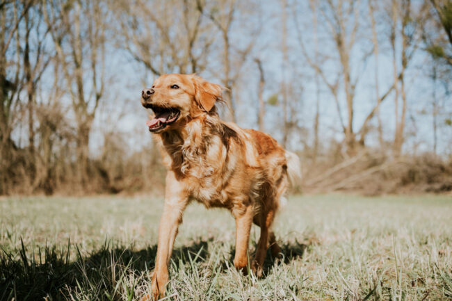 portrait chien strasbourg alsace vosges