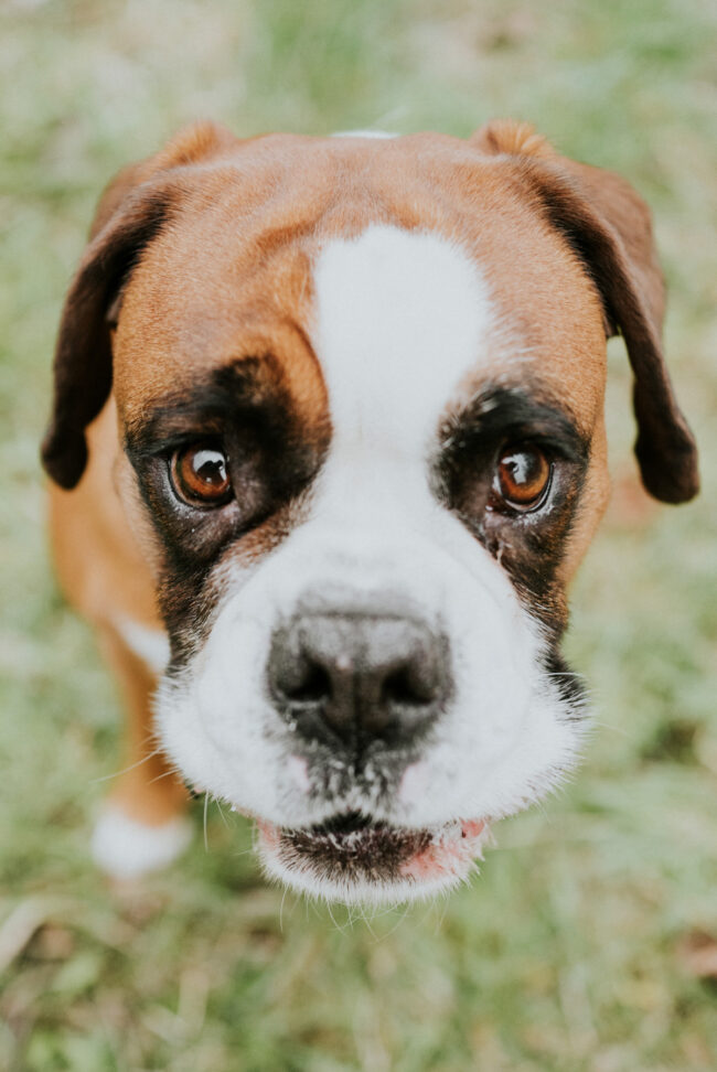 photographe portrait canin strasbourg alsace