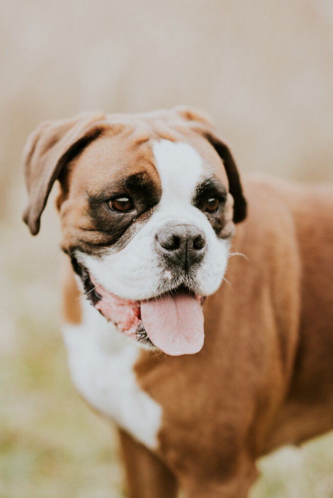 photographe portrait canin strasbourg alsace