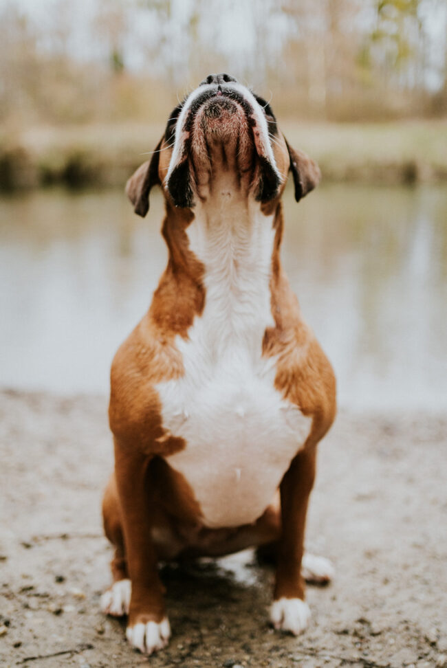 photographe portrait canin strasbourg alsace
