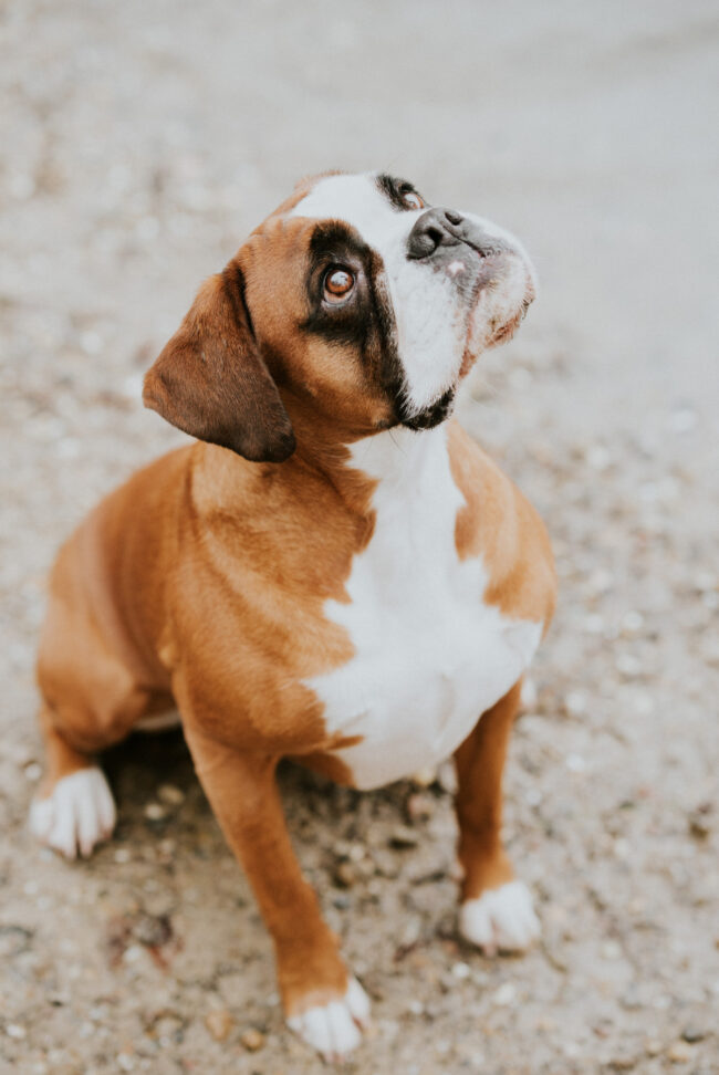 photographe portrait canin strasbourg alsace