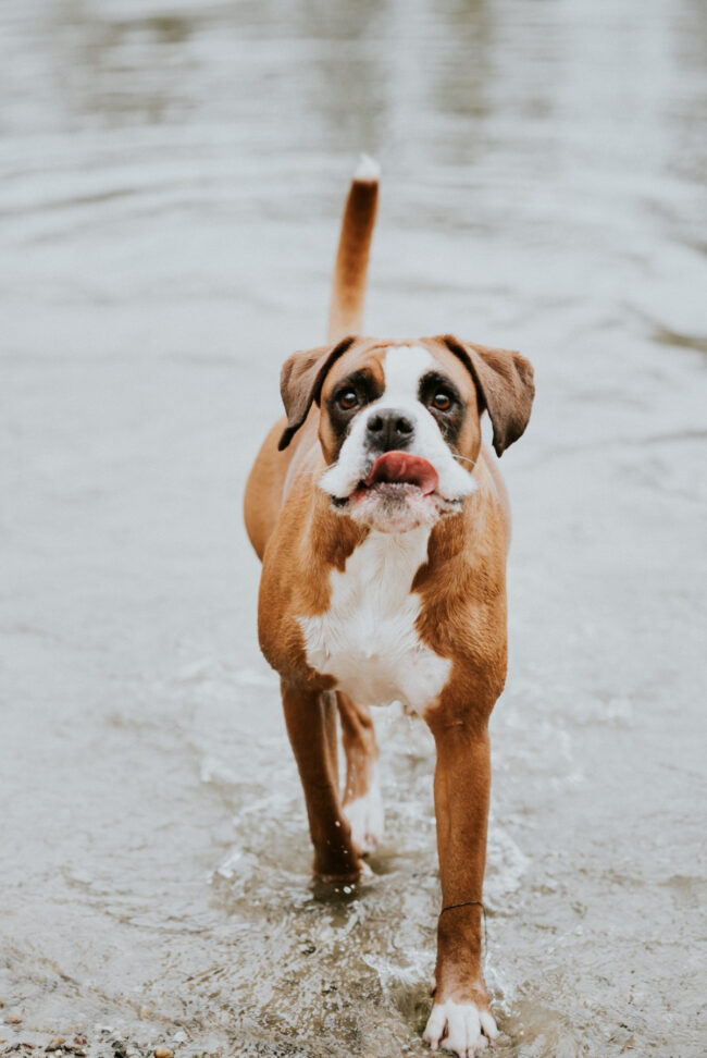 photographe portrait canin strasbourg alsace