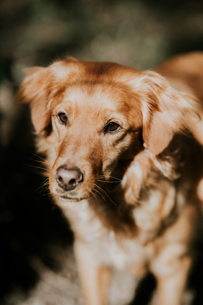 photographe canin strasbourg alsace