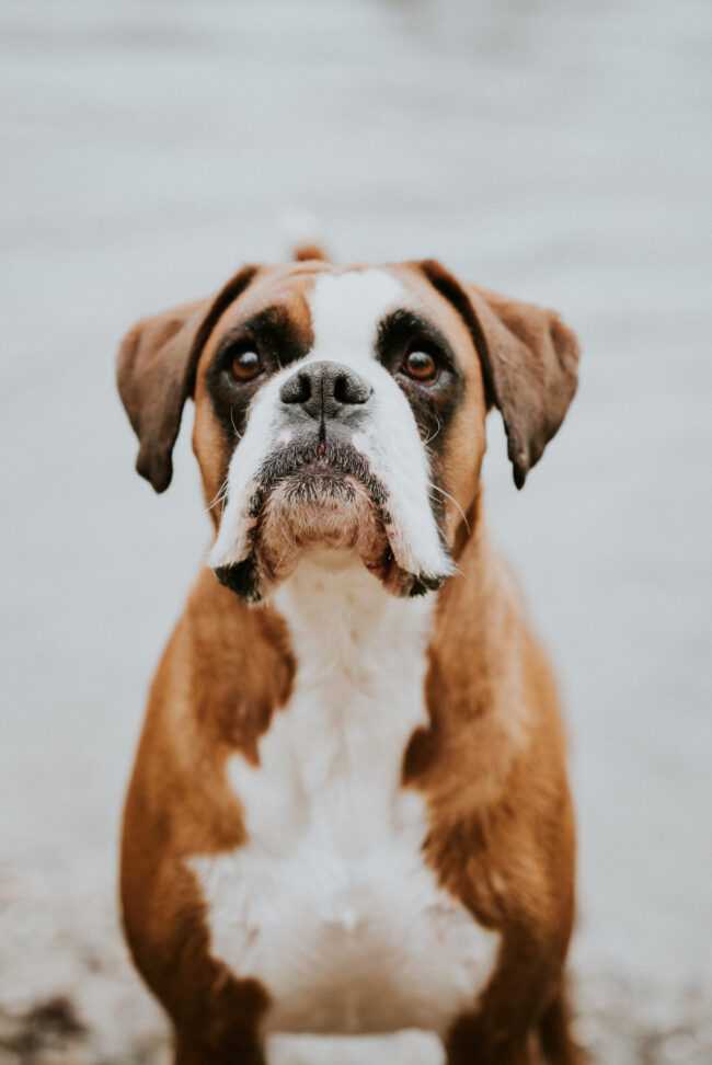 photographe portrait canin strasbourg alsace