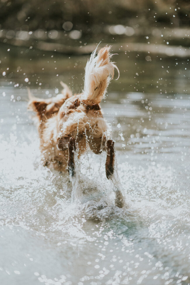 photographe canin strasbourg alsace