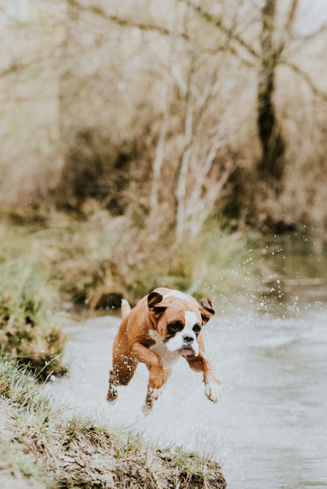 photographe portrait canin strasbourg alsace