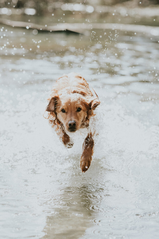 photographe canin strasbourg alsace