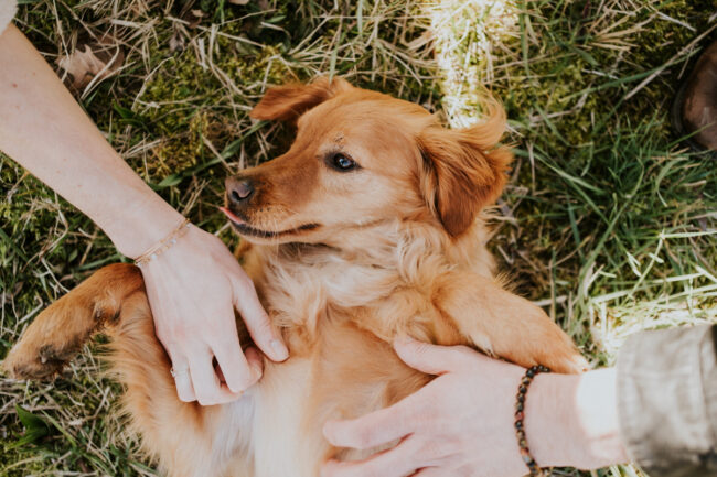 dog photographer york yorkshire