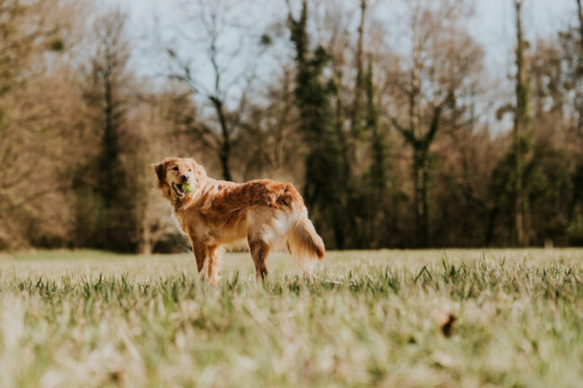 portrait chien strasbourg alsace vosges