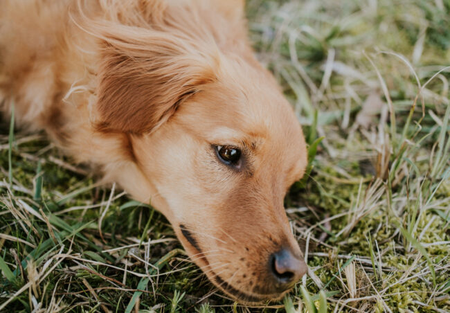 portrait chien strasbourg alsace vosges