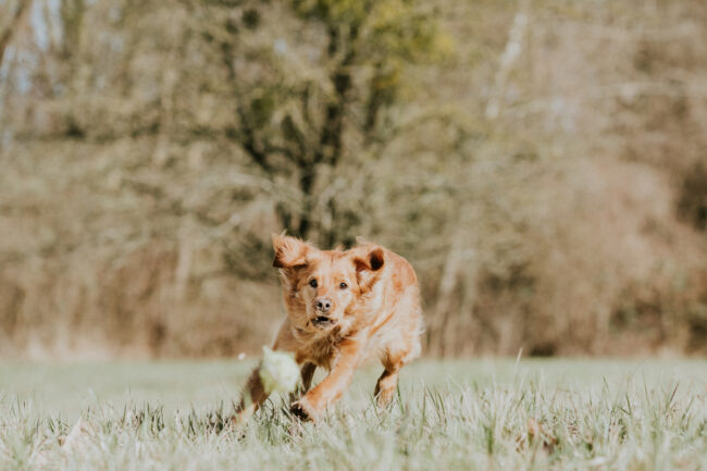 portrait chien strasbourg alsace vosges