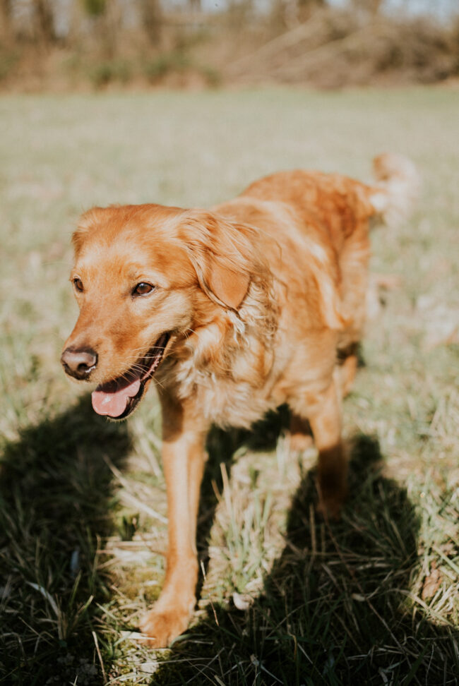 portrait chien strasbourg alsace vosges