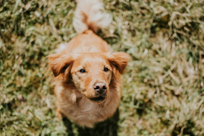 dog photographer york yorkshire