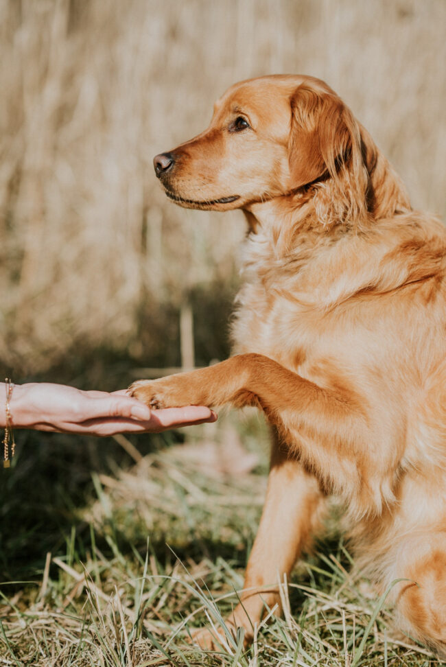 dog photographer york yorkshire