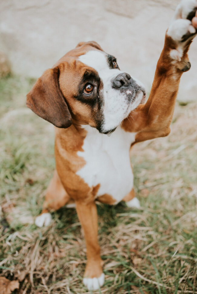 photographe chien animaux compagnie strasbourg alsace vosges