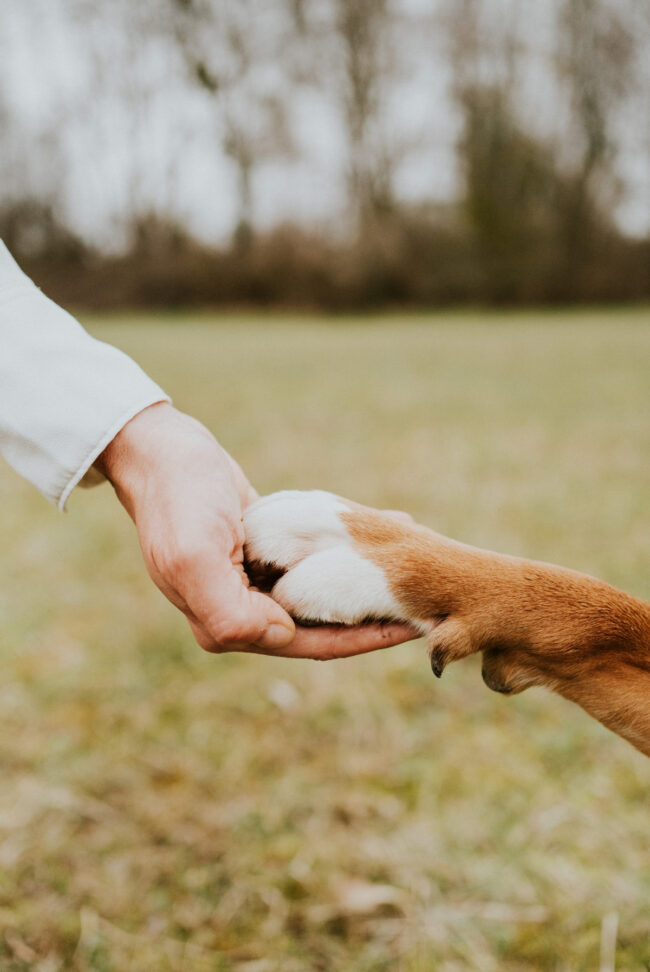 photographe_chien_strasbourg_alsace_vosges-10