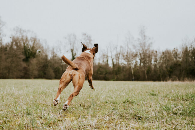 photographe_chien_strasbourg_alsace_vosges-13